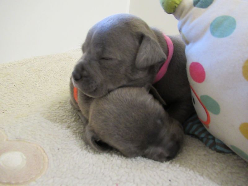 Two small grey puppies fast asleep on each other