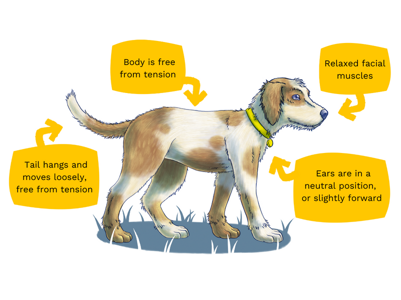 Illustration of a dog standing with relaxed face, body and tail, ears in neutral position and tail hangs freely