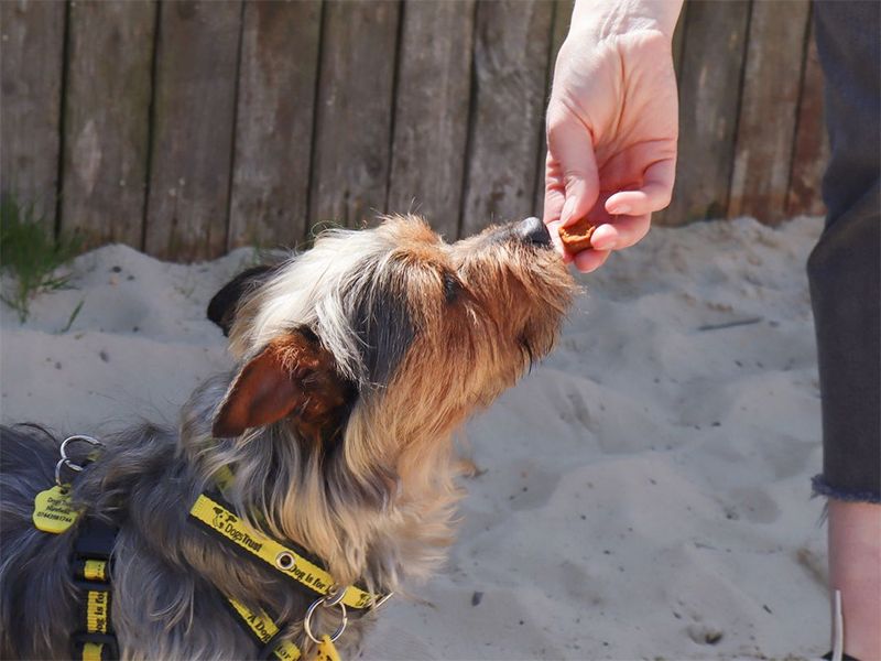 Adult Terrier, outside, in the sand, on a sunny day, being fed treats.