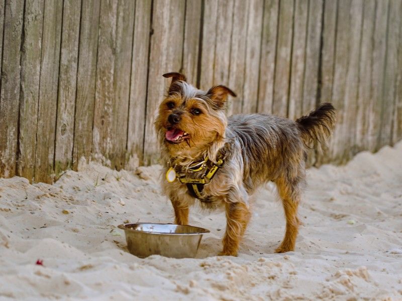 Rex the terrier, outside, in the sand, enjoying some water