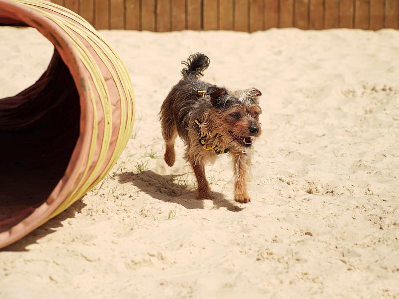 Adult terrier, outside, running in the sand, on a summer's day.
