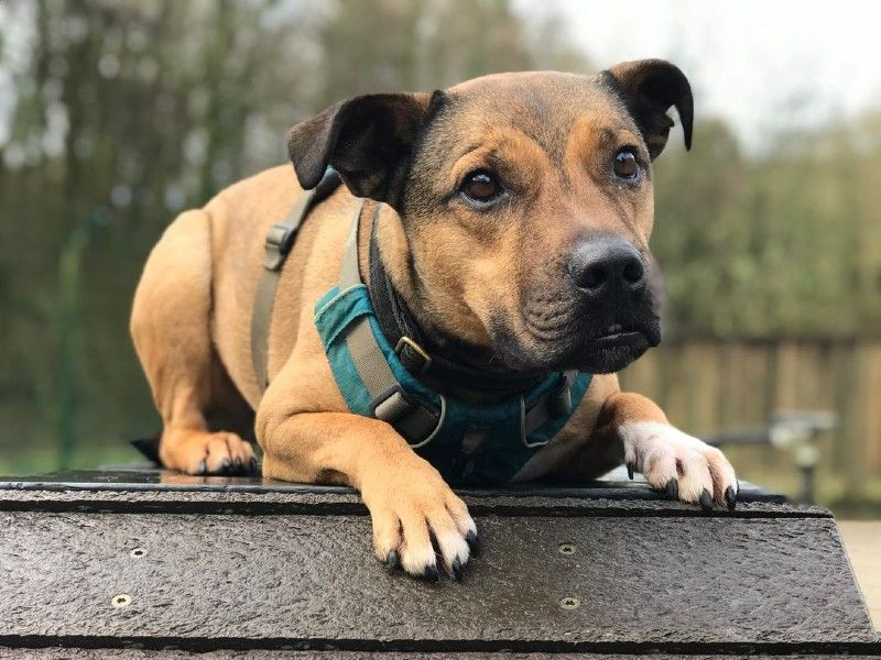 Staffie dog lying on play equipment outdoors