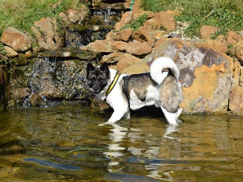 Akita dog playing by a waterfall in the Dogs Trust Harefield enrichment garden