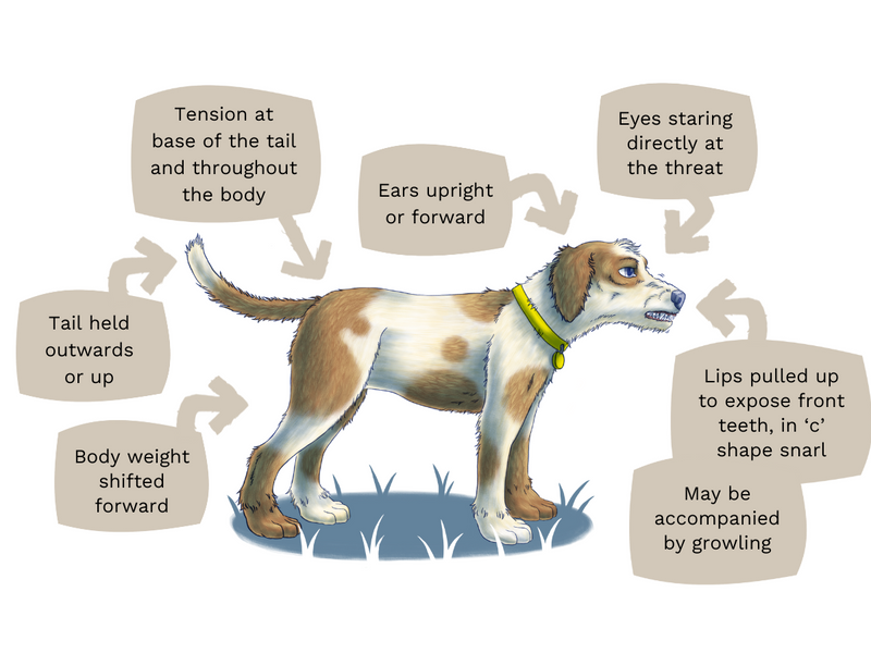 Illustration of dog standing upright with stiff posture, staring directly at the threat, lips pulled up to expose front teeth