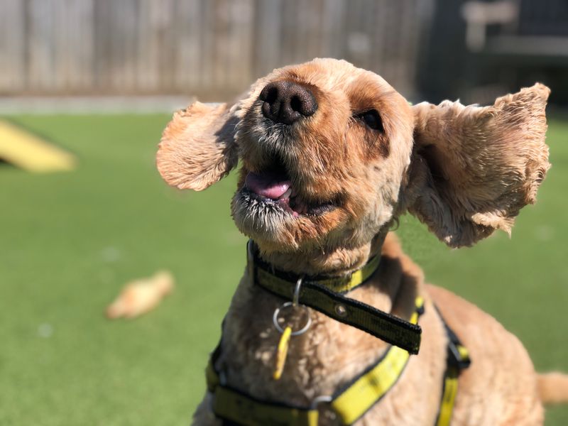 Sponsor Dog Barney in rehoming centre garden