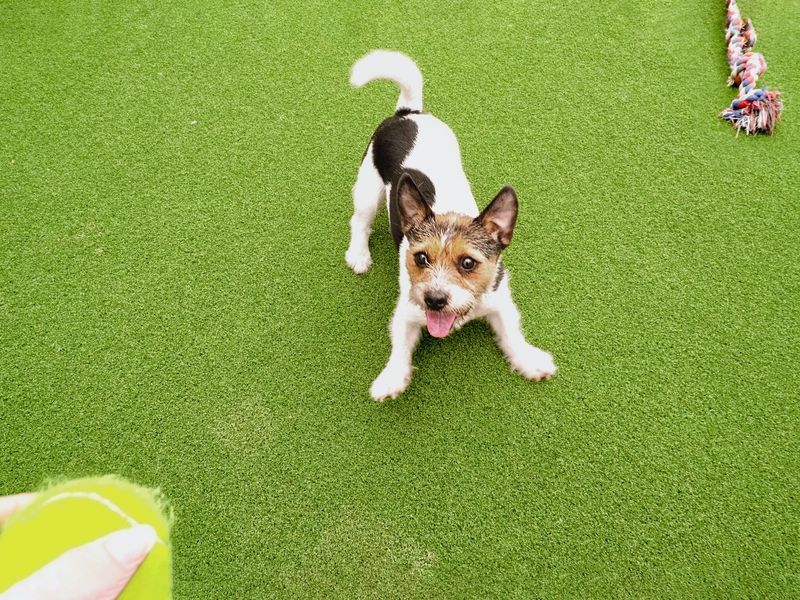Adult Jack Russell, outside, on grass, on a sunny day