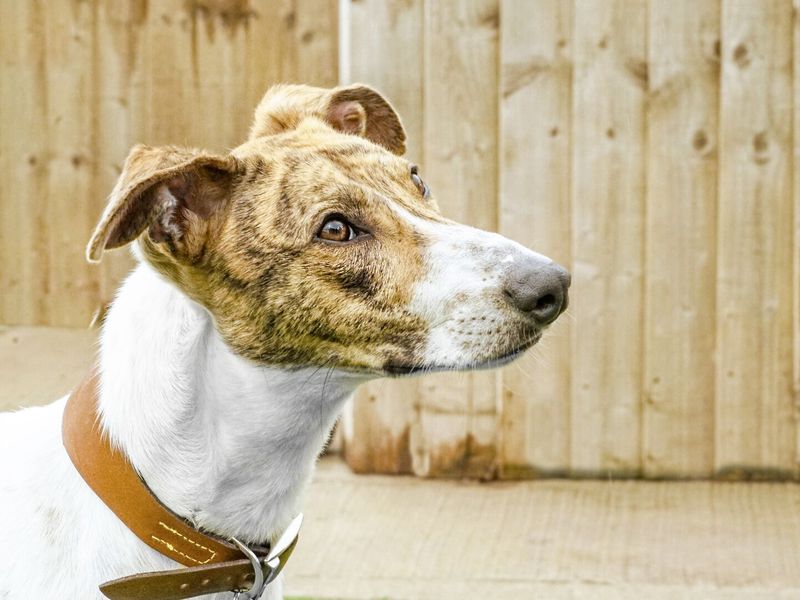 louie the lurcher side view