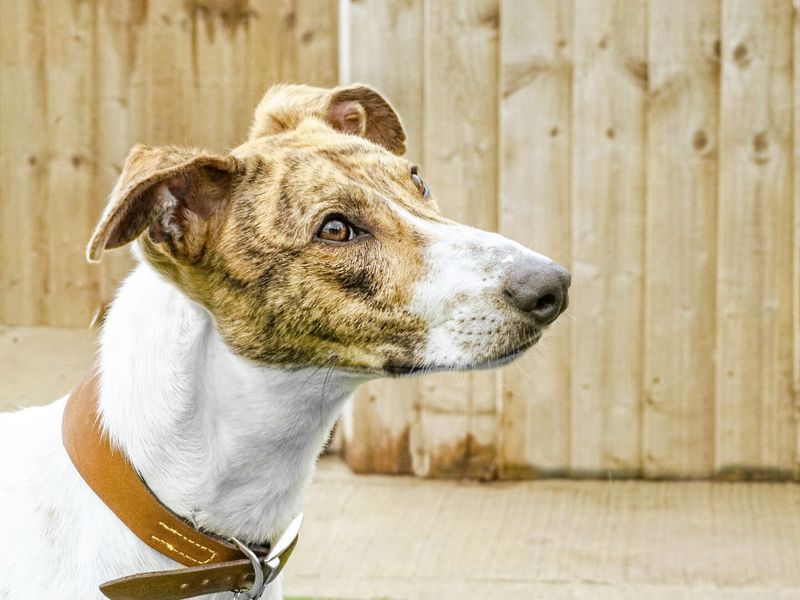 louie the lurcher side view 