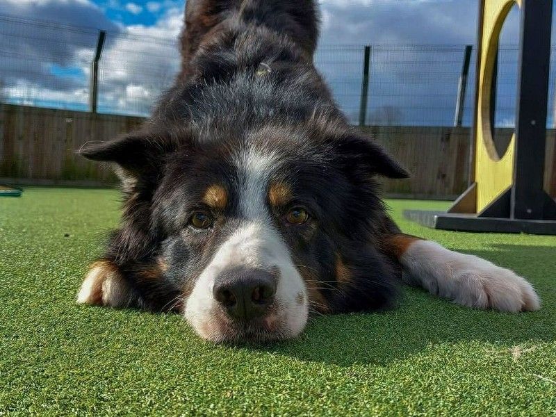 Border collie cross doing a play bow at rehoming centre