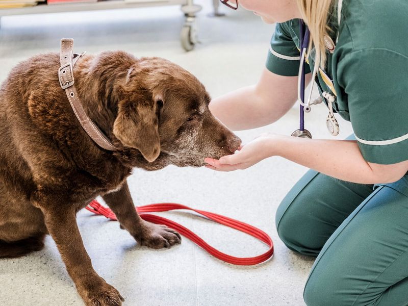 Pip the Labrador having a vet checkup at Shrewsbury