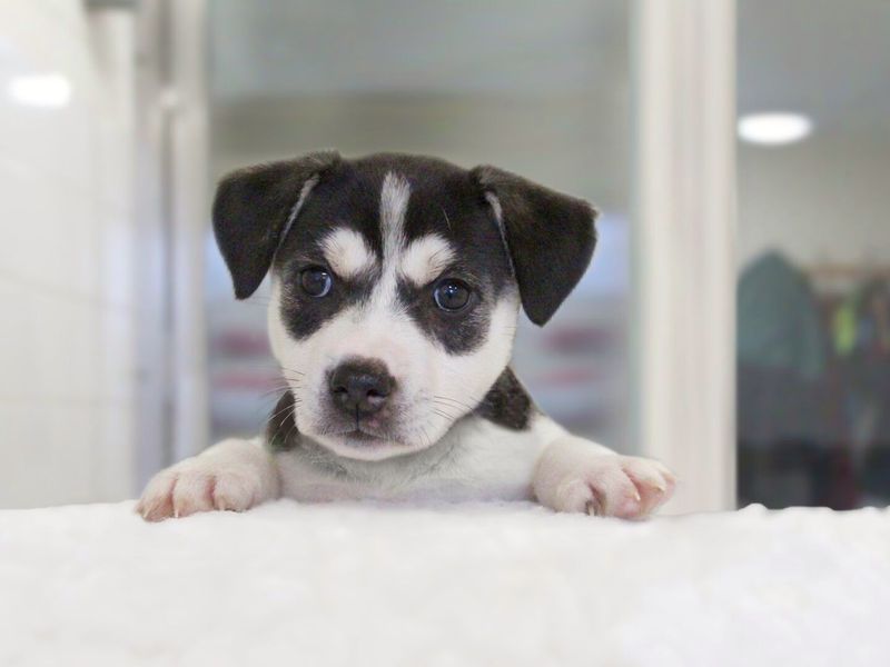 Black and cream coloured puppy looking directly at the camera