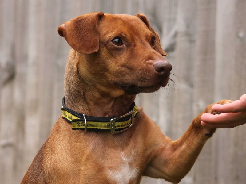 Sponsor Dog Fudge giving his paw to carer