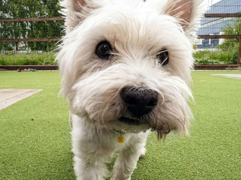 West highland terrier up close looking into camera
