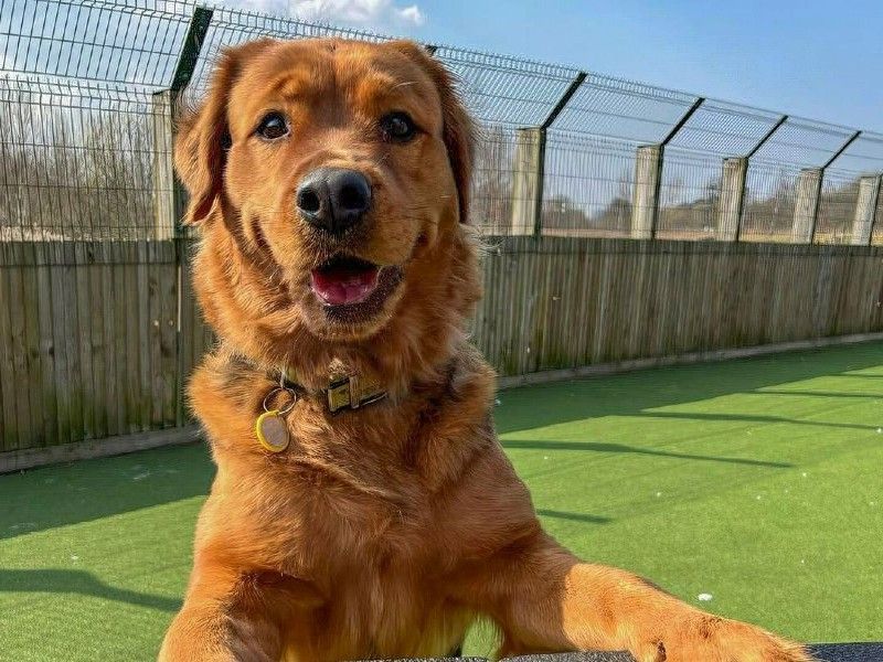 Dog Training Basics Dog Advice Dogs Trust Dog Training Basics Dog Advice Dogs Trust