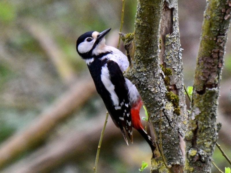 Woodpecker on-site at Salisbury rehoming centre
