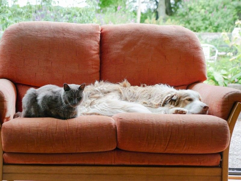 cat and dog, sitting together on a red sofa