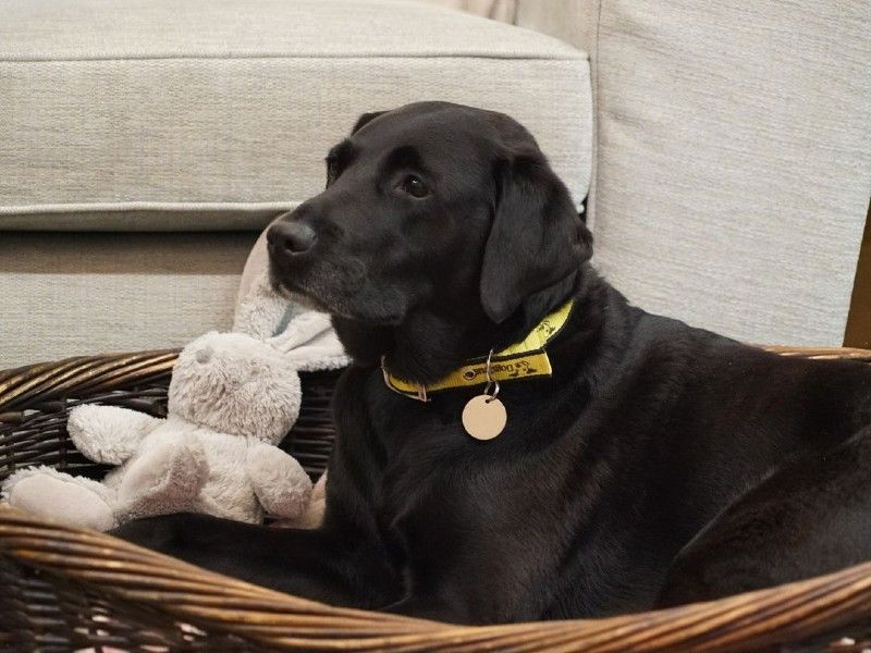 Labrador sitting in basket with toy