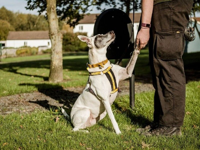 Patch the crossbreed giving paw to a Canine Carer