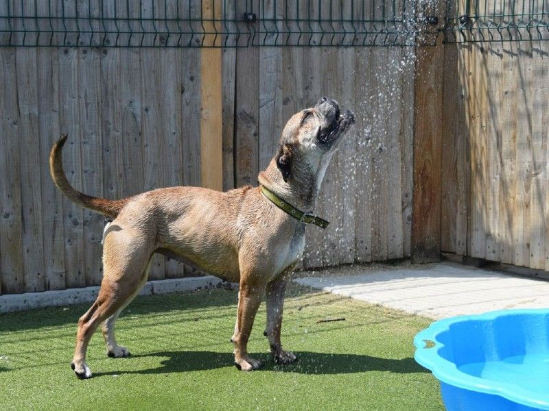 Boxer dog looking up to a spray of water coming from a hose