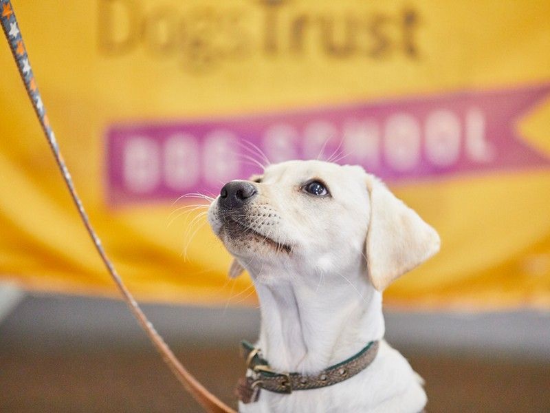 dog school puppy looking up