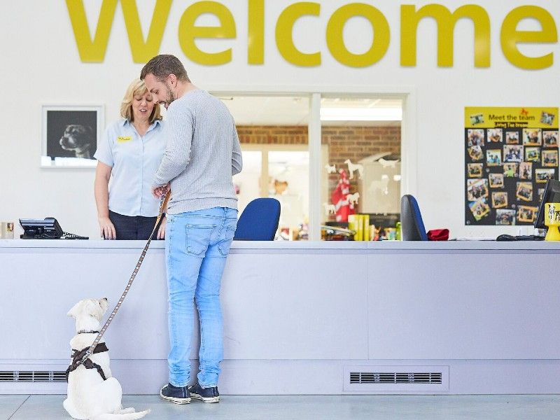 dog school puppy signing in with owner 
