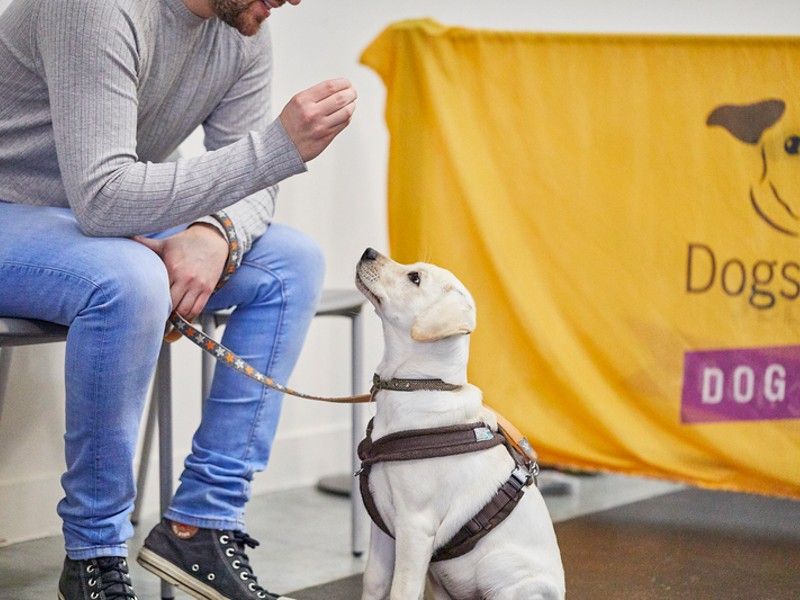 Labrador Puppy wearing harness and lead sits looking up at owner holding a treat