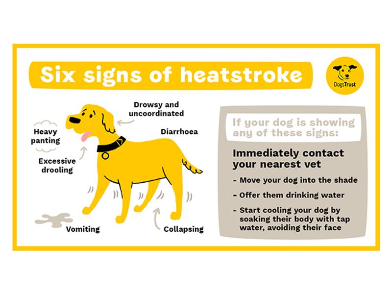 Should You Take A Dog For A Walk In Hot Weather