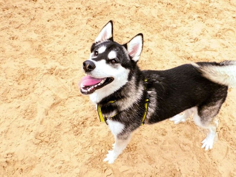 Adult Husky, outside, in sand pit, enjoying some exercise