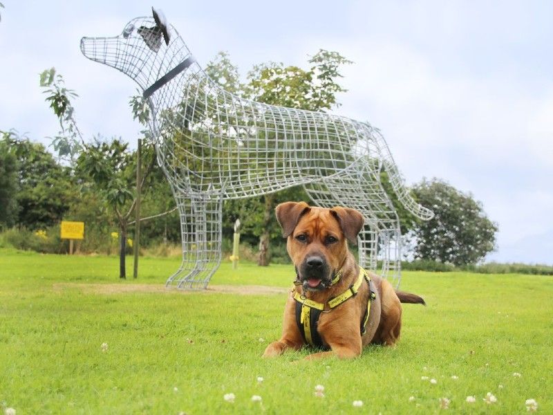 Dog sitting in grass in front of memorial tag sculpture