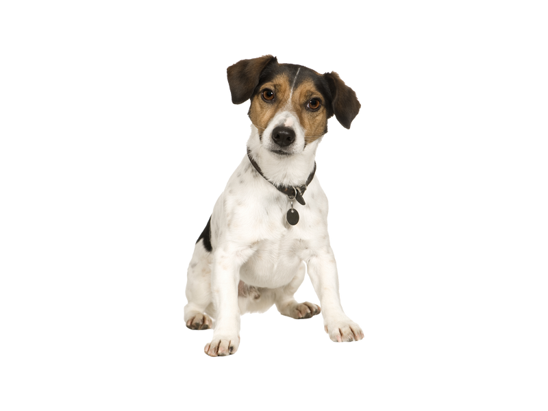 Jack Russell Terrier wearing a collar and tag on a white background