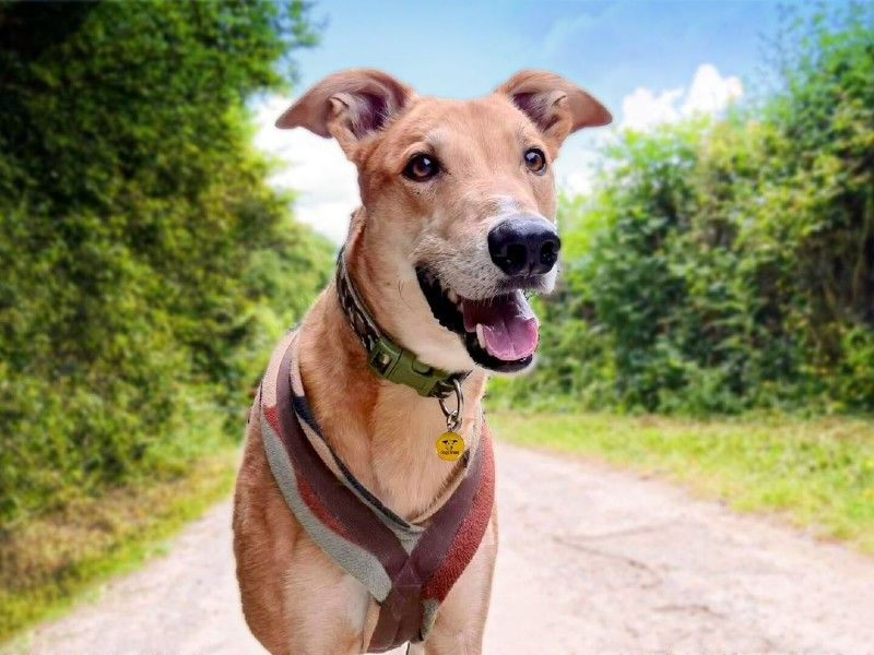 Jake the Lurcher keeps cool in the shade 