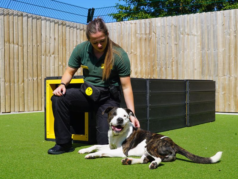 Canine carer strokes a foxhound lying on the floor in the sun