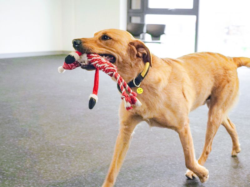 labrador with toy