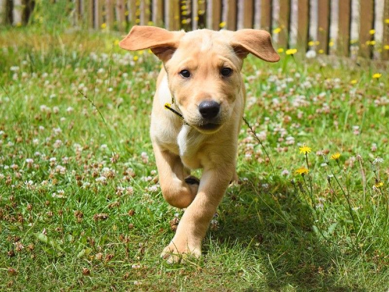 Labrador puppie, outside, running, on grass