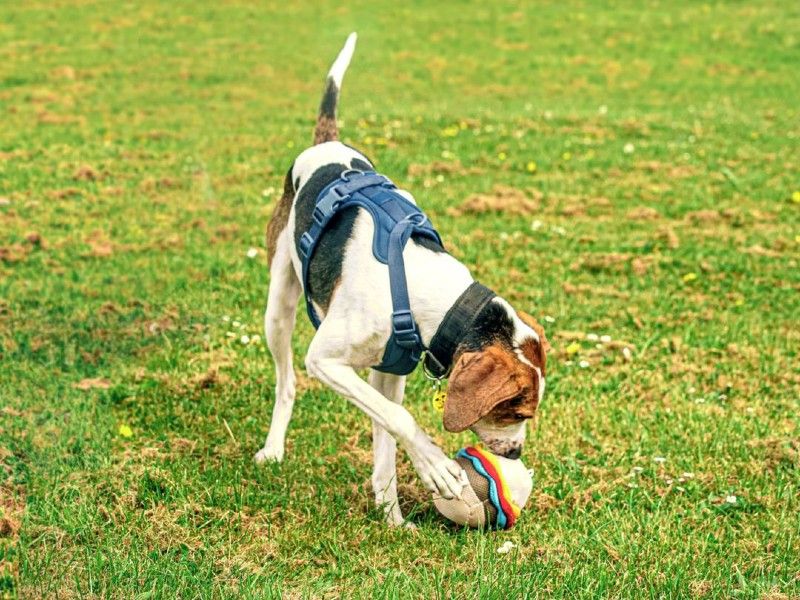 Adult trailhound, outside, playing with toy