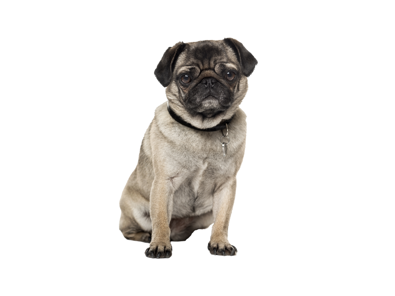 Pug wearing a collar and tag on white background