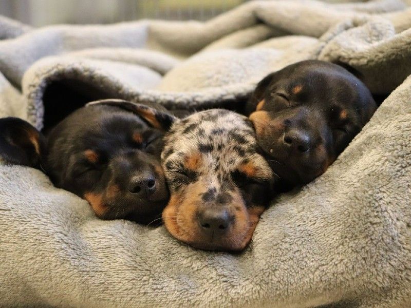 Three puppies asleep under a blanket