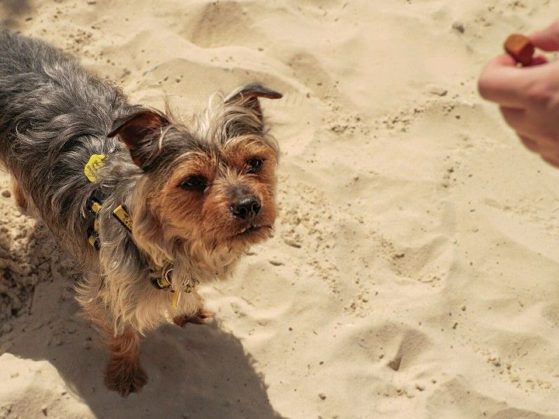 Adult Terrier, outside, in the sand, on a sunny day, being fed treats.