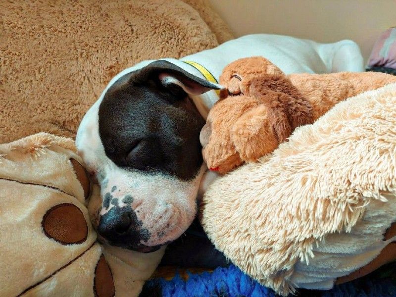 Young American Bulldog, inside, snuggling with cuddle toys and taking a snooze
