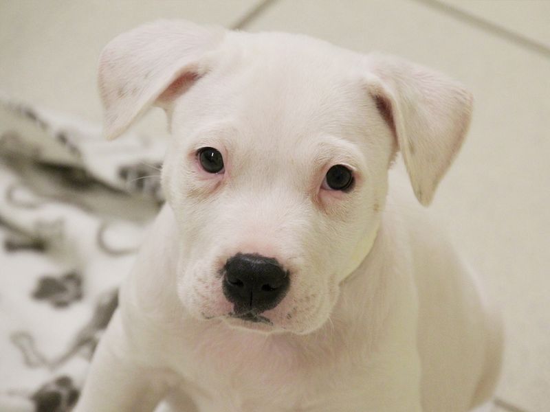 Staffordshire bull terrier puppy, inside