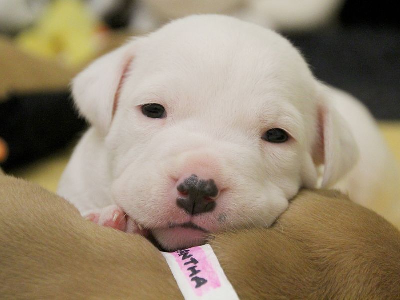 Staffordshire bull terrier puppy, inside, leeds