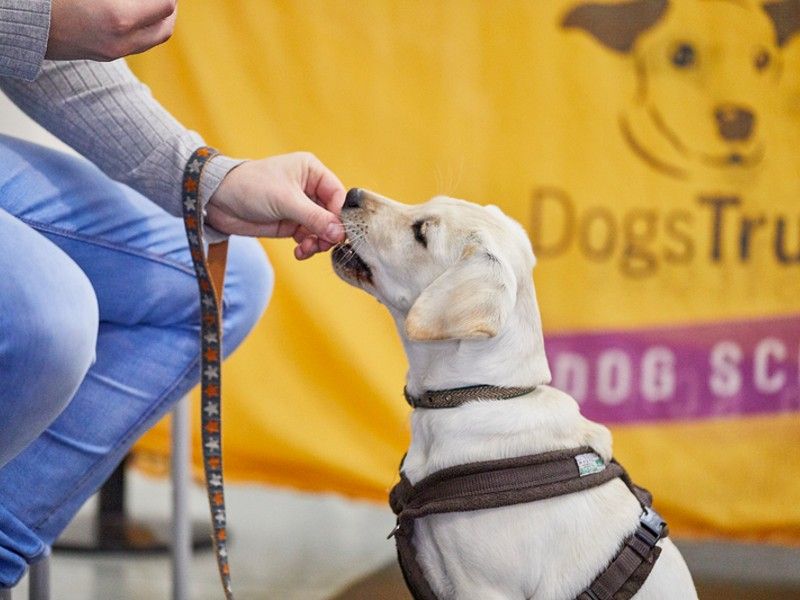 labrador puppy taking treat 