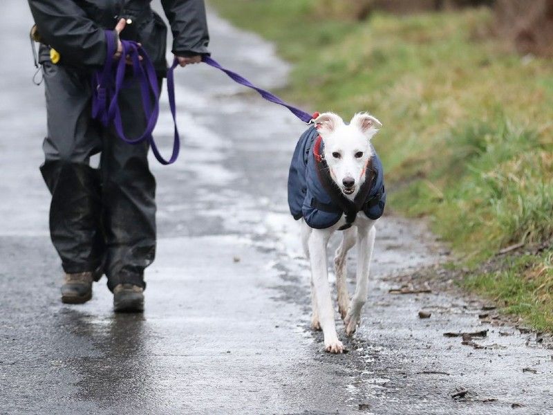 Whippet wearing a winter coat enjoying a rainy walk at Dogs Trust Leeds. 
