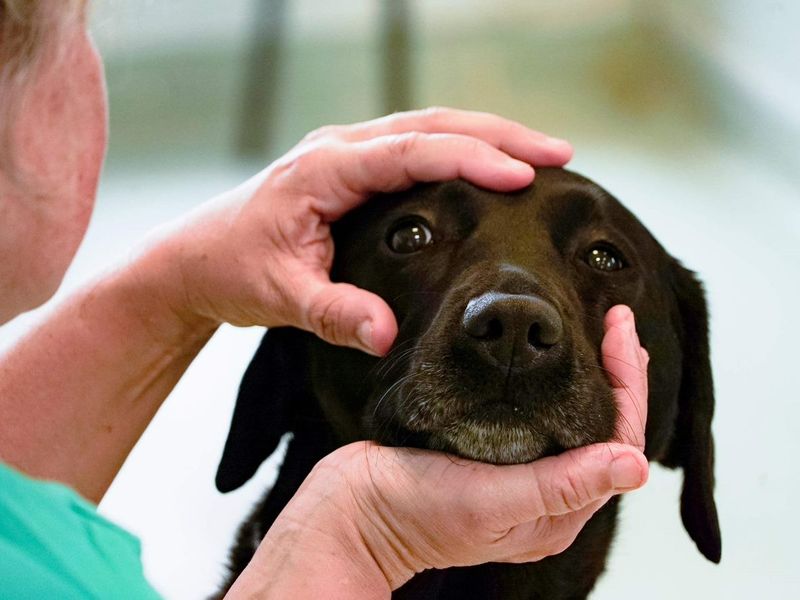 Pet Rescue, Eye & Ear