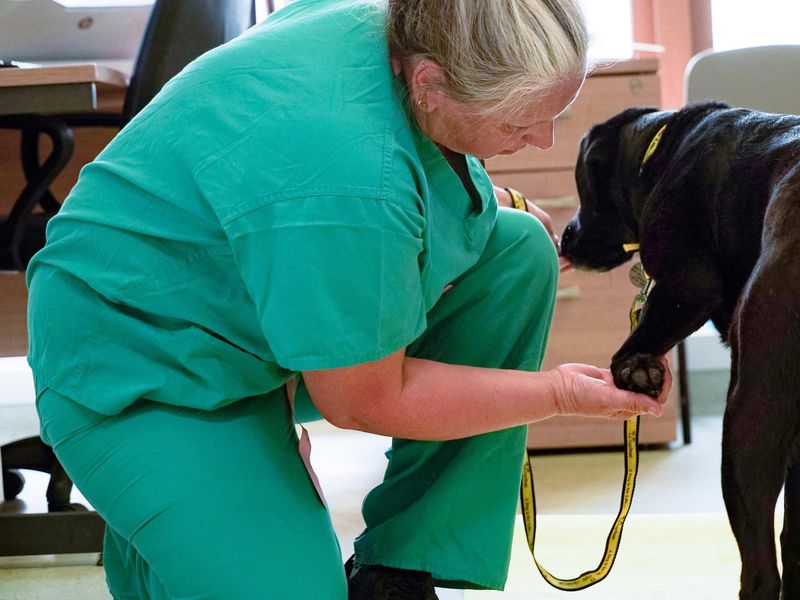 vet checking labrador paw