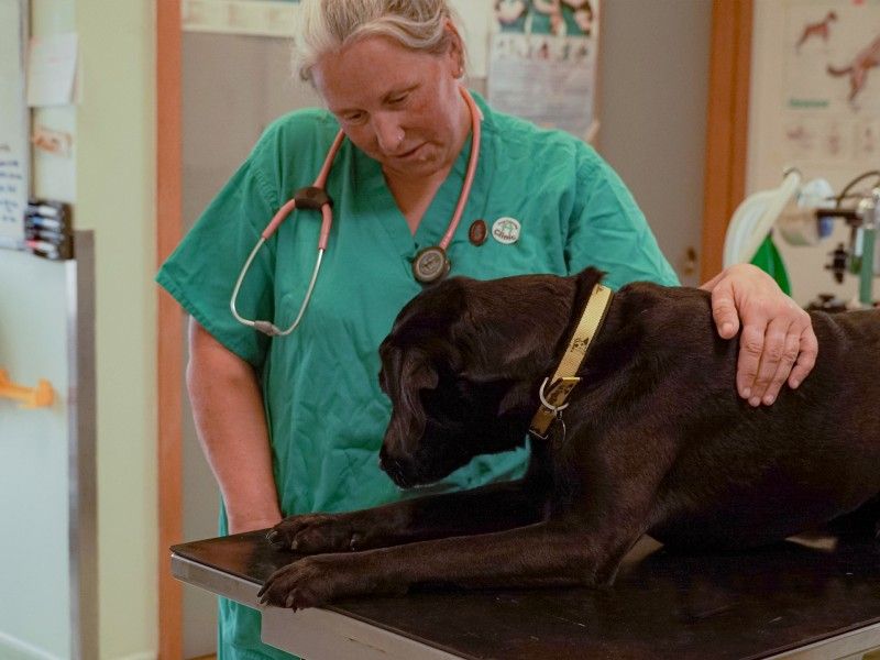 labrador having a health check.jpg