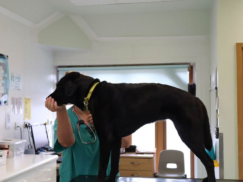 labrador standing on vet table with treat