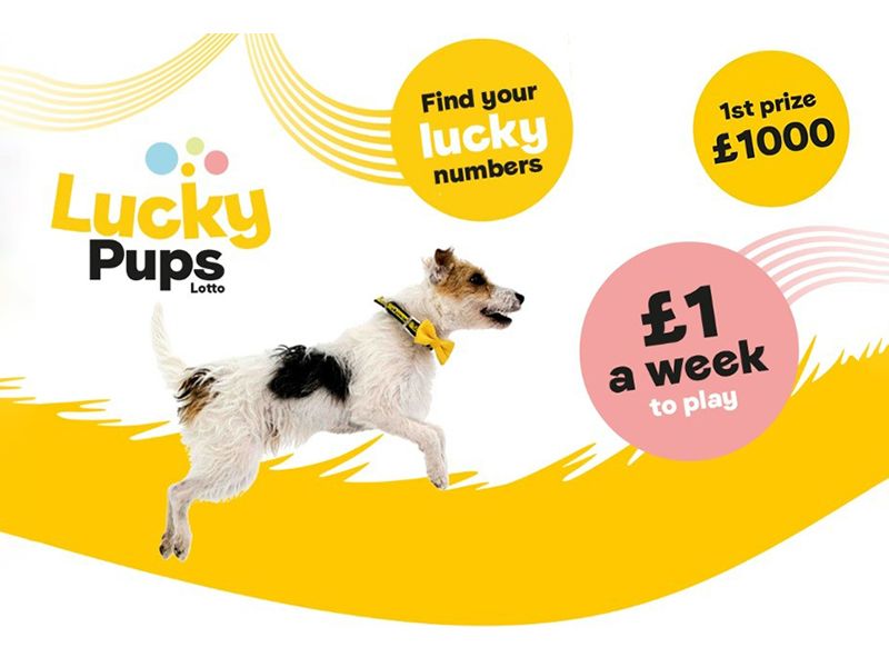 Lucky pups lotto graphic