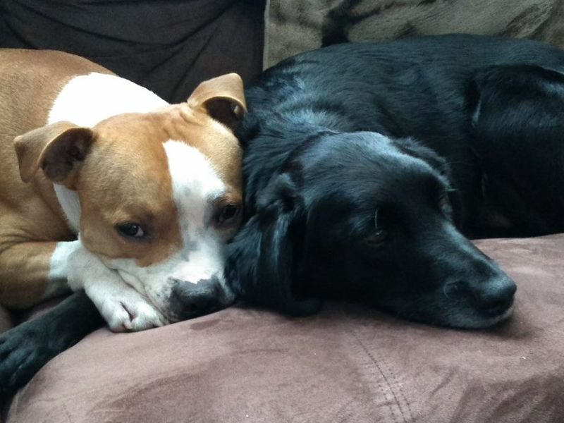 sophie and luther cuddling on the sofa together 
