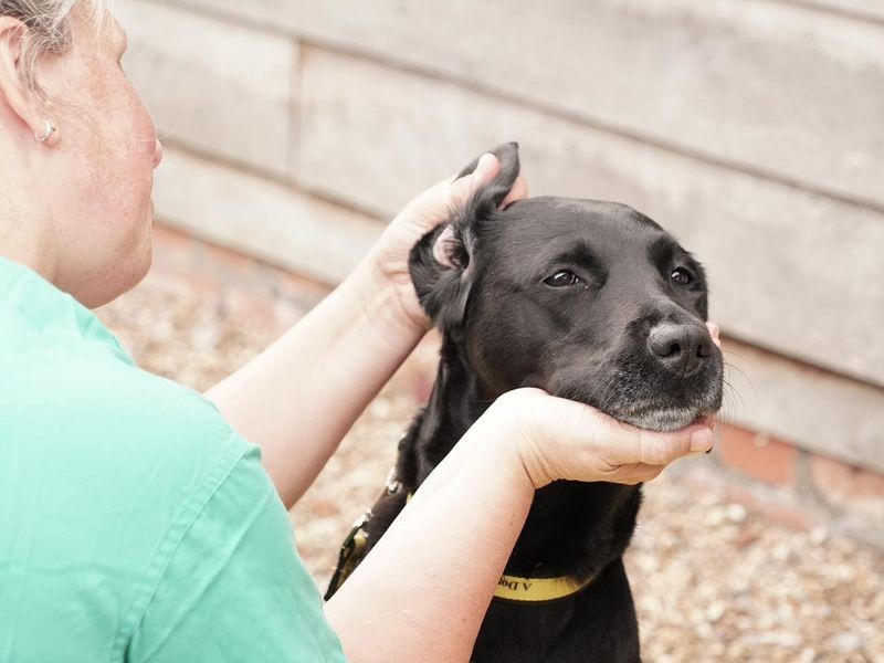 vet holding up ear flap and holding head outside 